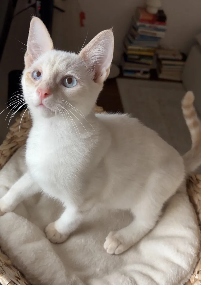A baby medium-sized male Domestic Short Hair cat named Aiden for adoption in Glendale, AZ