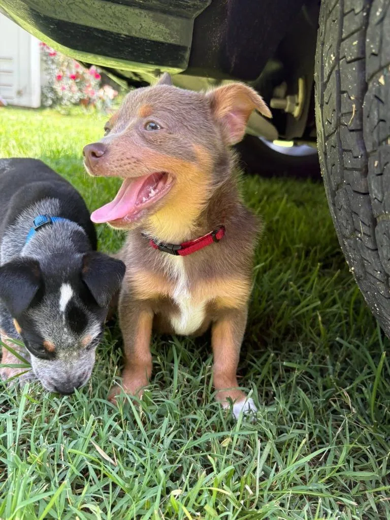 A baby small-sized male Mixed Breed dog named Ruckus for adoption in Fond Du Lac, WI