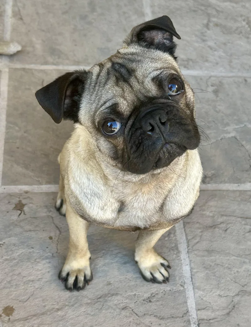 A young small-sized male Pug dog named Frank for adoption in San Jose, CA