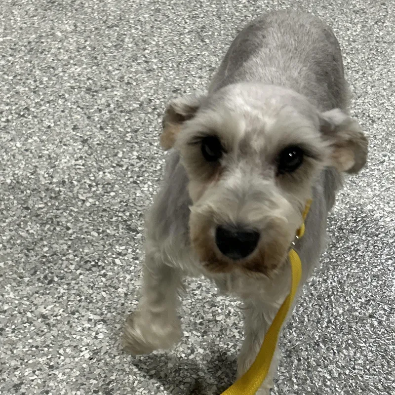 An adult small-sized female Gray / Blue / Silver Miniature Schnauzer dog named Harlet  lbs for adoption in Antwerp, OH