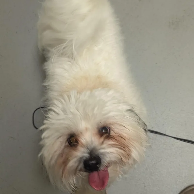 A young small-sized male Maltese dog named Itty Bitty for adoption in Charlottesville, VA
