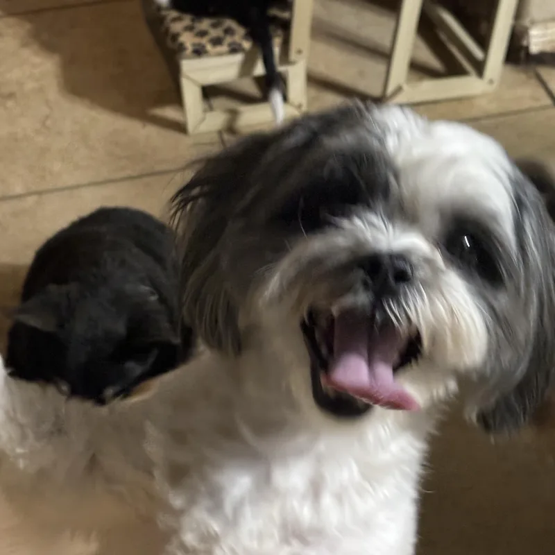 A young small-sized male Black Shih Tzu dog named Bailey Iv for adoption in Phoenix, AZ