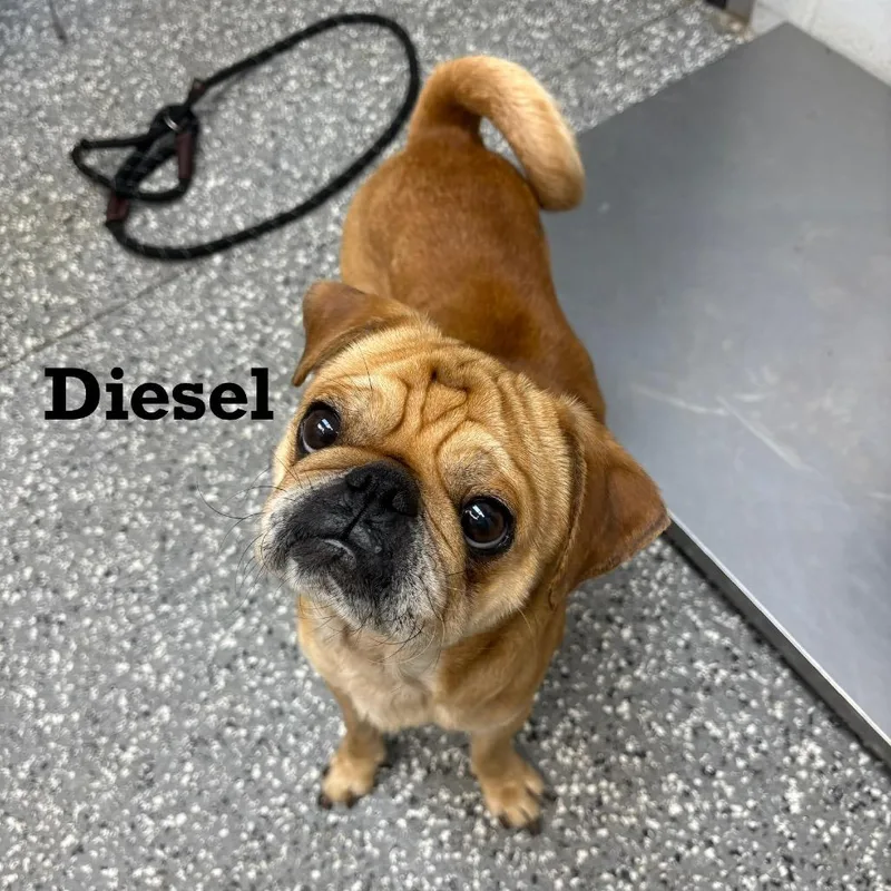 An adult small-sized male Yellow / Tan / Blond / Fawn Pug dog named Diesel for adoption in Parkersburg, WV