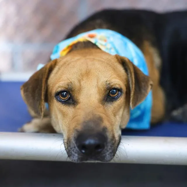 A young medium-sized female Shepherd dog named Rosie for adoption in San Antonio, TX