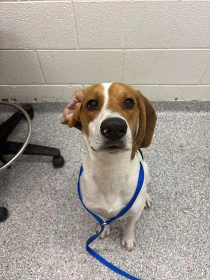 An adult medium-sized male Hound dog named Kendrick for adoption in Knoxville, TN