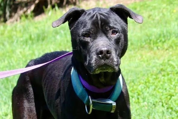 A senior large-sized male Black Mixed Breed dog named Butch for adoption in Brazil, IN