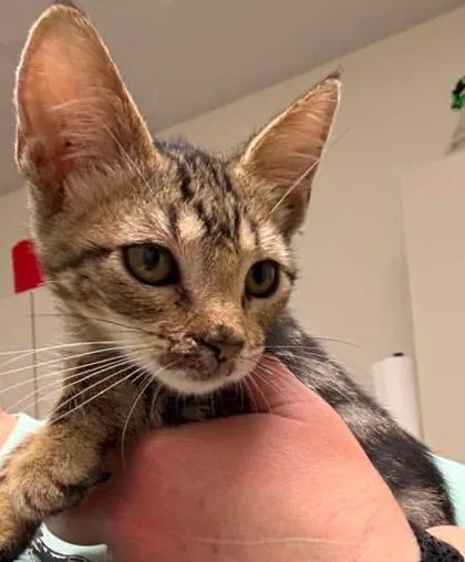 A baby small-sized male Domestic Short Hair cat named Zephyr for adoption in Lampasas, TX