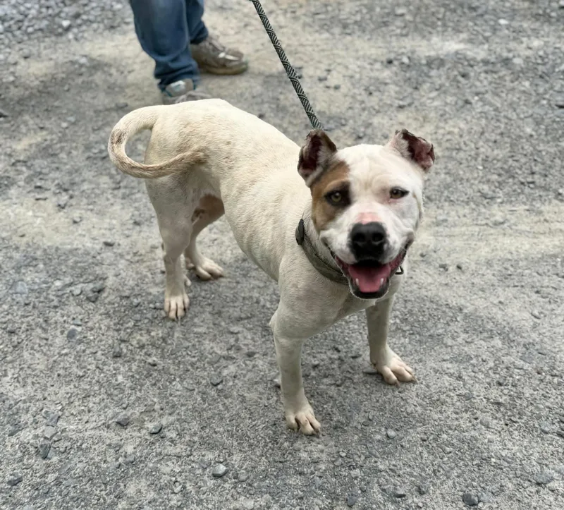 An adult medium-sized female American Staffordshire Terrier dog named May for adoption in Elizabethtown, NC