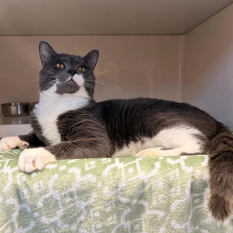 An adult large-sized male Gray / Blue / Silver Domestic Short Hair cat named Ferb for adoption in Watertown, NY