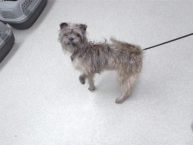 A young small-sized male Cairn Terrier dog named Toast for adoption in Omaha, NE