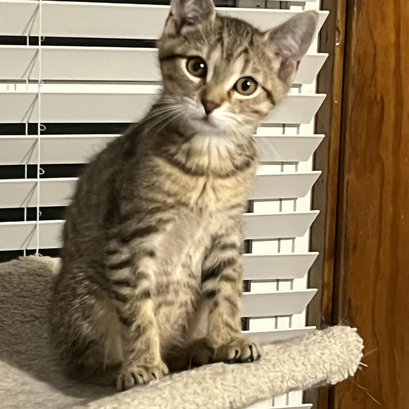 Whiskey