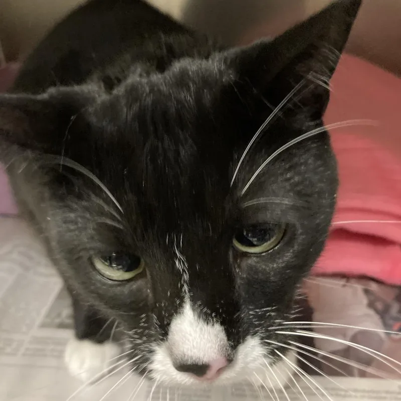 An adult large-sized male Black Domestic Medium Hair cat named Loki for adoption in Galveston, TX