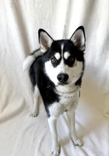 An adult medium-sized male Siberian Husky dog named Chinook for adoption in Buffalo, MN