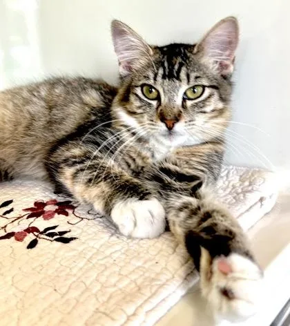 A baby small-sized female Gray & White Domestic Short Hair cat named Vionett for adoption in Fernandina Beach, FL