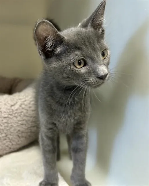 A baby medium-sized male Domestic Short Hair cat named Mac for adoption in Salinas, CA