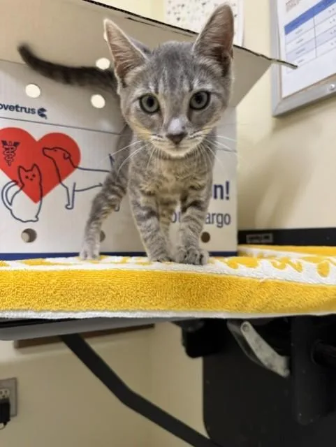 A baby small-sized female Domestic Short Hair cat named A for adoption in Fremont, CA