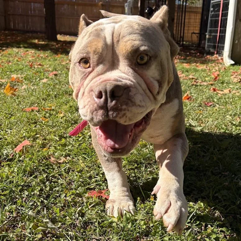 An adult medium-sized female Yellow / Tan / Blond / Fawn Mixed Breed dog named Fable for adoption in Bangall, NY