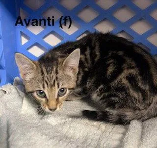 A baby medium-sized female Domestic Short Hair cat named Avanti for adoption in Saugerties, NY
