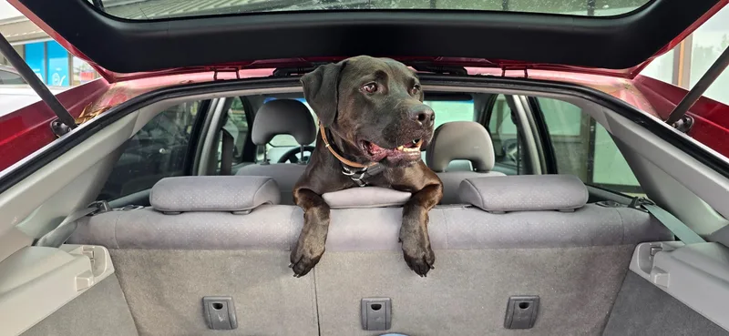 A young medium-sized male Black Staffordshire Bull Terrier dog named Chance for adoption in santa monica, CA