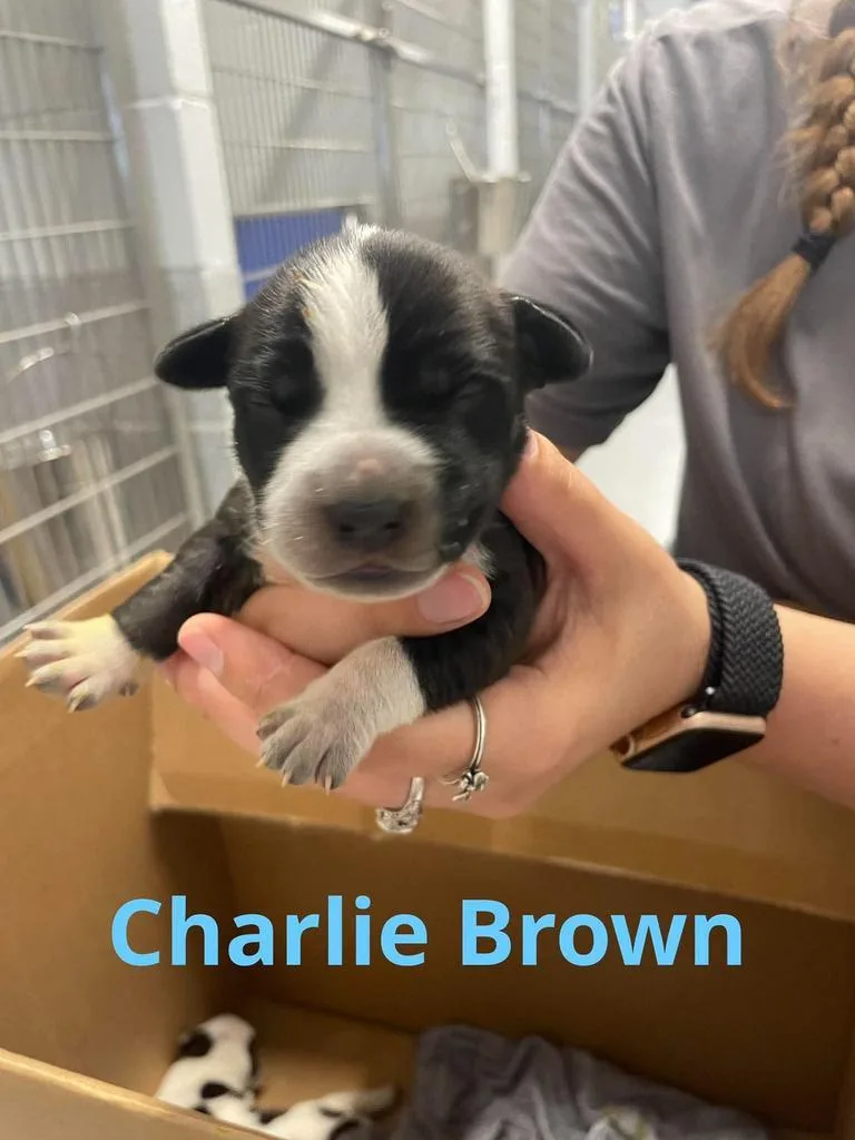 A baby medium-sized male Pit Bull Terrier dog named Charlie Brown for adoption in Livingston, LA