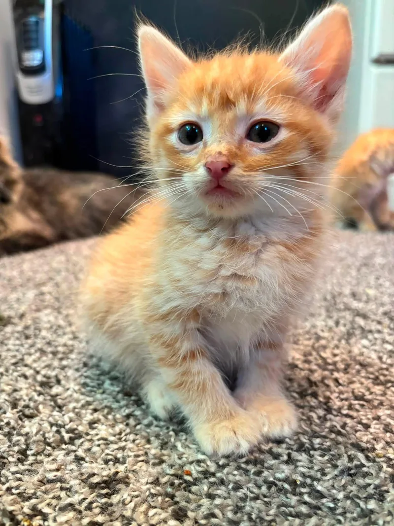 A baby medium-sized male Tabby (Orange / Red) Tabby cat named Mango for adoption in Omaha, NE