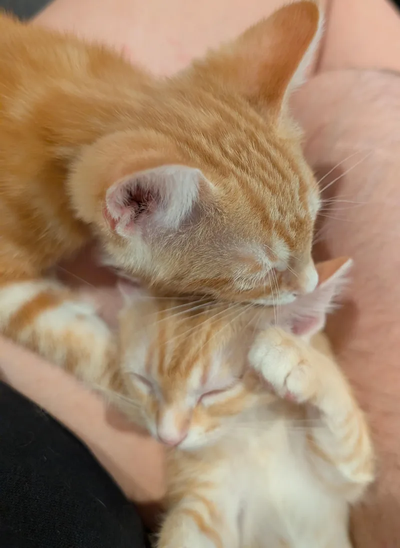 A baby medium-sized female Tabby (Orange / Red) Domestic Short Hair cat named Pancake & Waffles for adoption in Mokena, IL