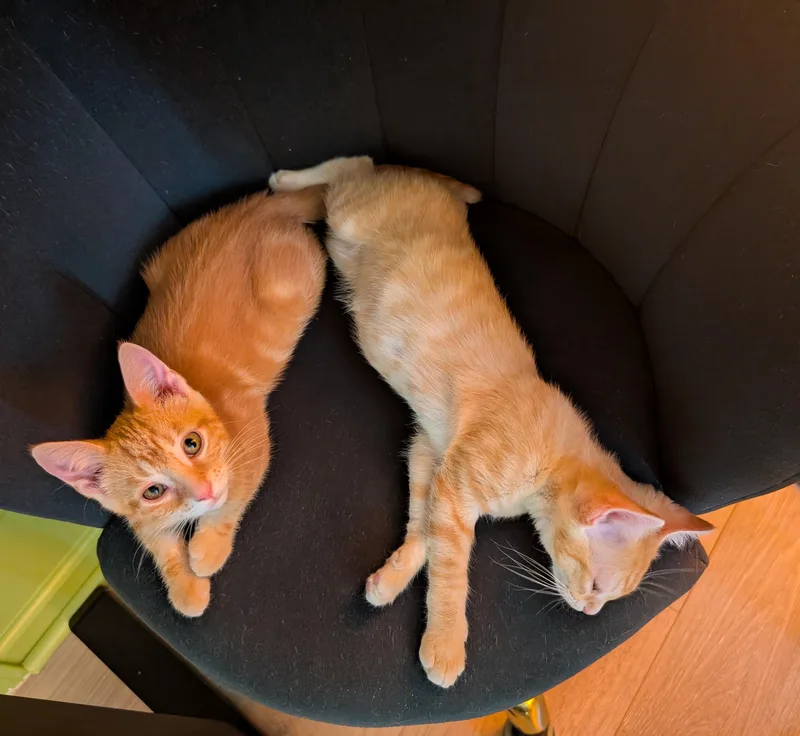 Pancake & Waffles thumbnail 2