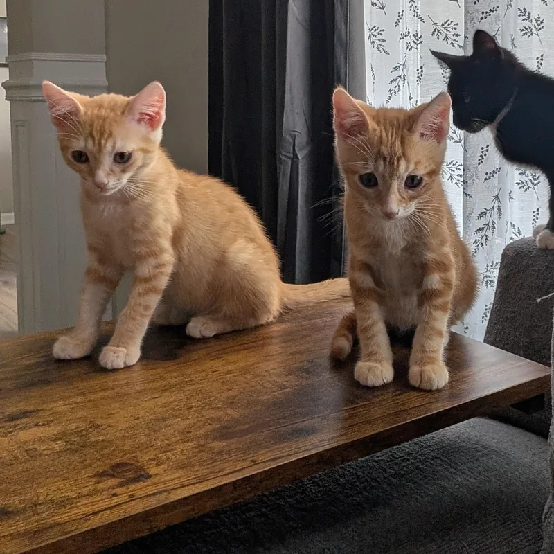 Pancake & Waffles thumbnail 3