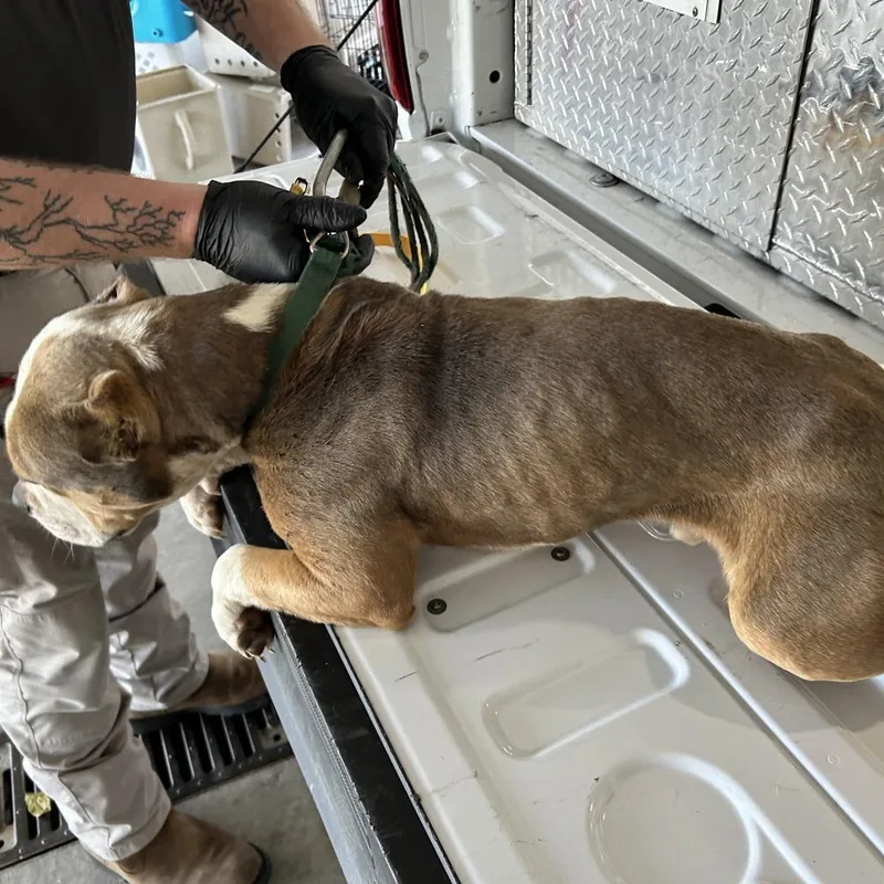 An adult large-sized male Pit Bull Terrier dog named Jessie Banks Rd for adoption in Roxboro, NC