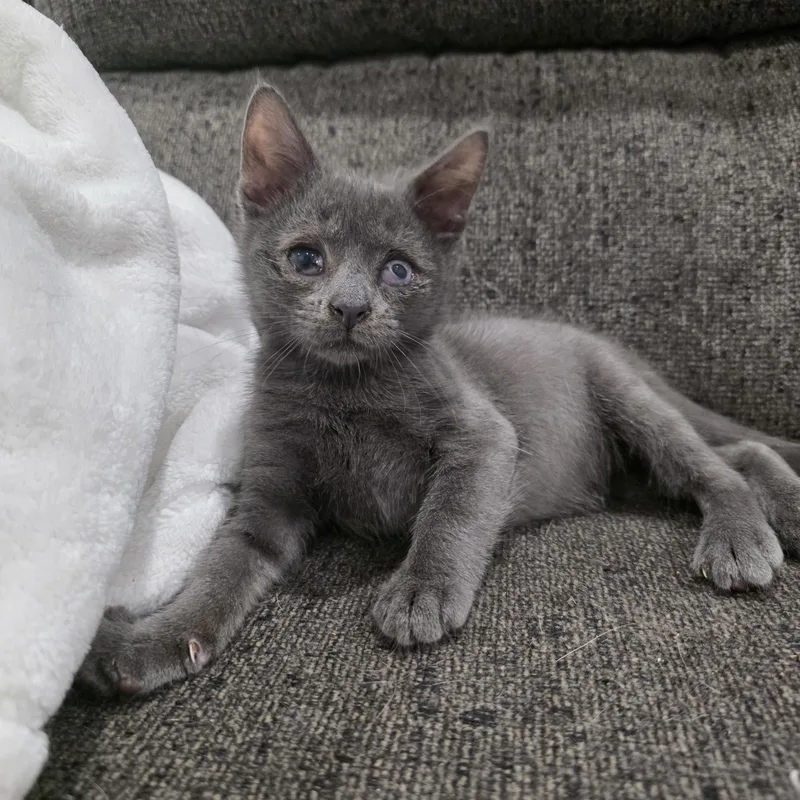 A baby medium-sized male Gray / Blue / Silver Domestic Short Hair cat named Ezekiel for adoption in Moriches, NY