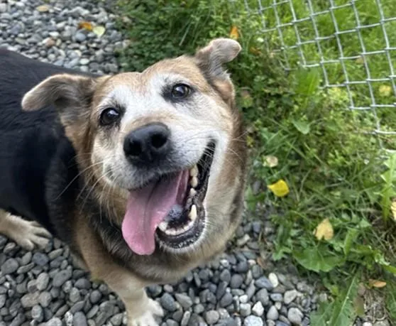 An adult medium-sized female Beagle dog named Jubilee for adoption in Anchorage, AK