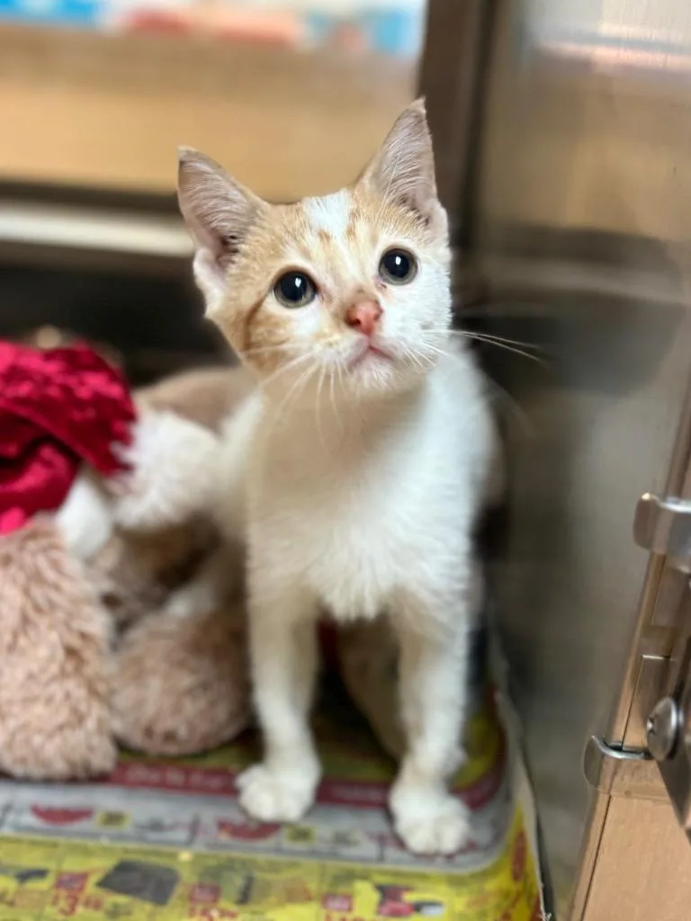 A baby small-sized female Domestic Short Hair cat named Elindo for adoption in Nacogdoches, TX