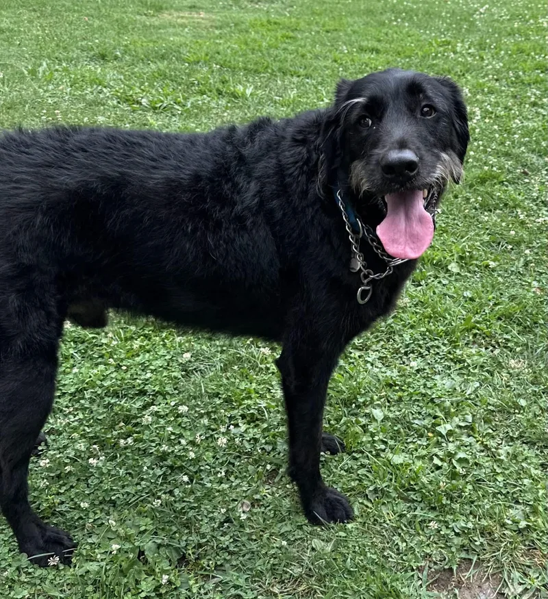 An adult large-sized male Standard Poodle dog named Blue for adoption in Pittsburgh, PA