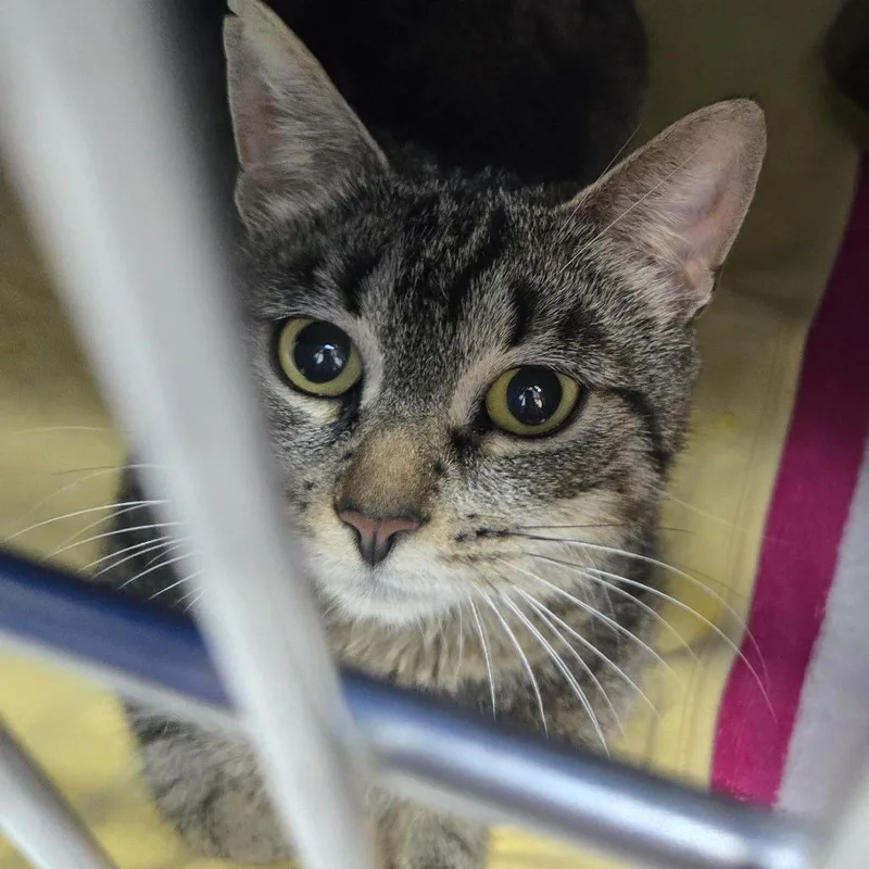 A young medium-sized female Brown / Chocolate Domestic Short Hair cat named Sienna for adoption in Newark, NJ