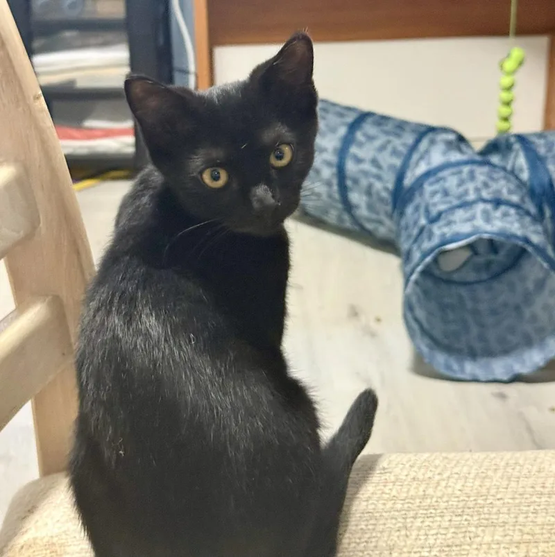 A baby medium-sized female Domestic Short Hair cat named Vasara for adoption in Lincoln, CA