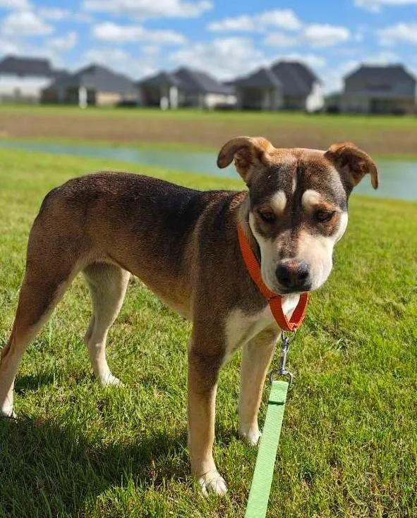 A young medium-sized female Yellow / Tan / Blond / Fawn Shepherd dog named Leni for adoption in PEARLAND, TX