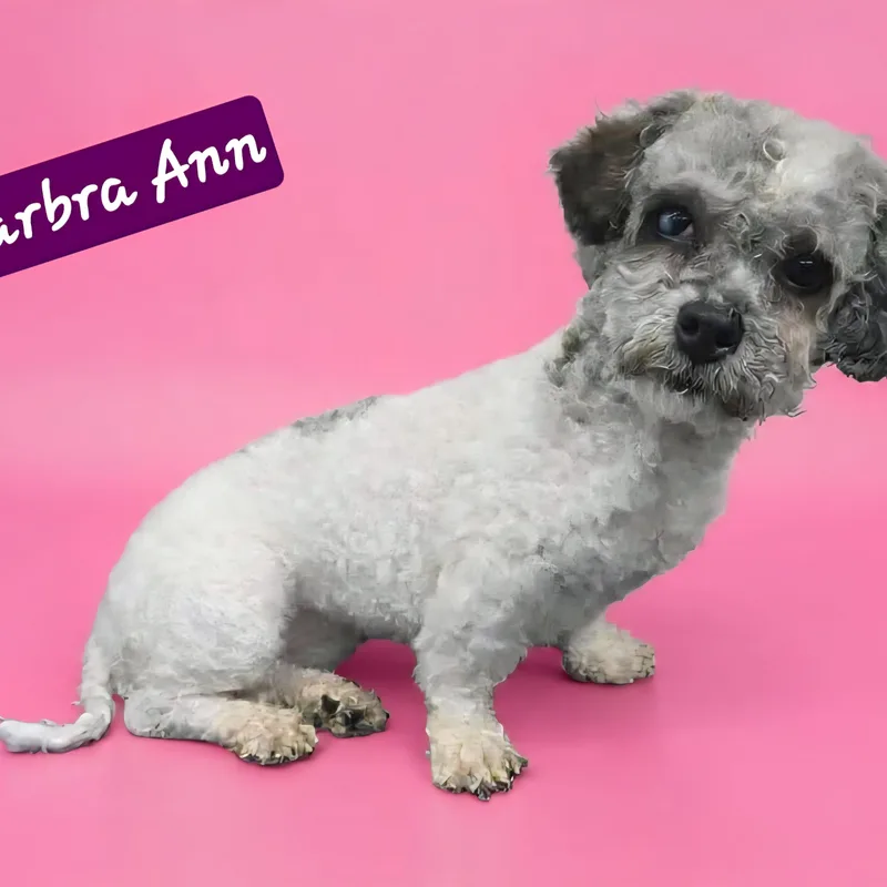 Barbra Ann thumbnail 4