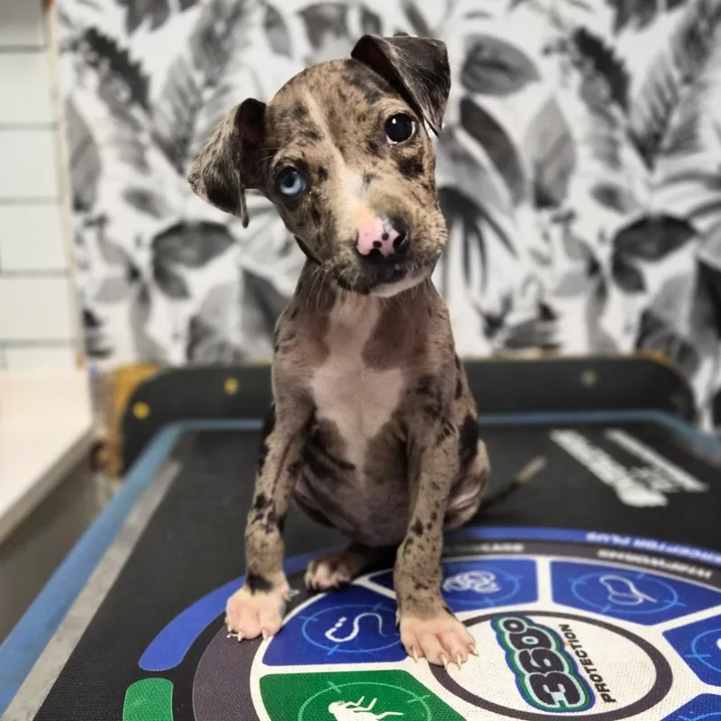 A baby medium-sized female Black Catahoula Leopard Dog dog named Fable for adoption in Wahiawa, HI