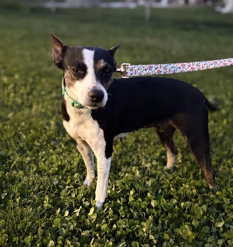 A young small-sized female Rat Terrier dog named Jodi for adoption in Longview, TX