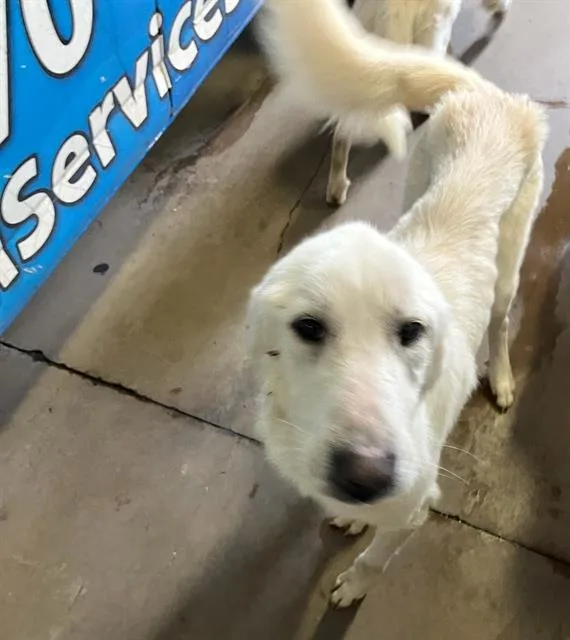 An adult extra large-sized male Mixed Breed dog named Sir for adoption in Dallas, TX