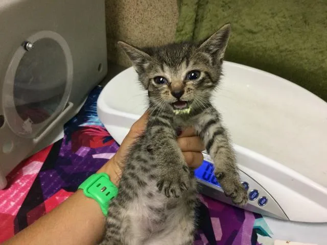 A baby small-sized female Domestic Short Hair cat named Buffalo for adoption in Riverside, CA
