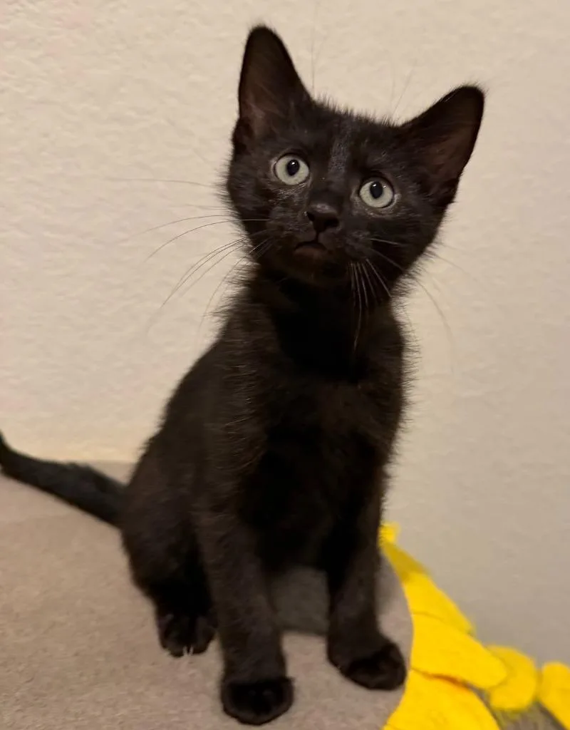 A baby small-sized male Domestic Short Hair cat named Bluebelle for adoption in Magnolia, TX
