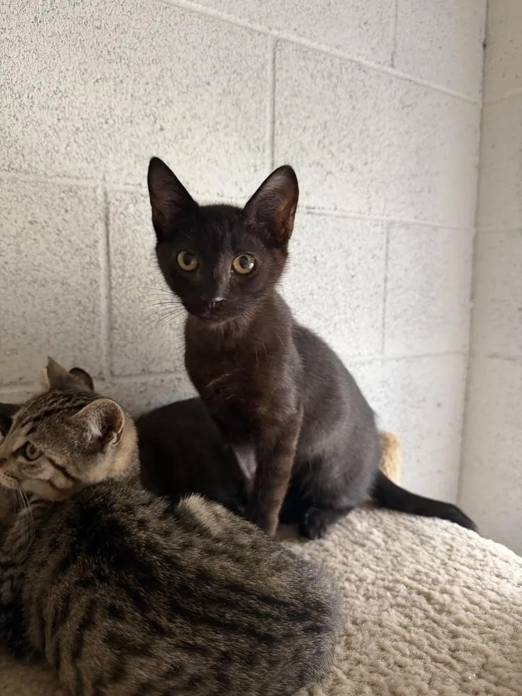A young medium-sized male Black Domestic Short Hair cat named Jasper for adoption in Ontario, CA