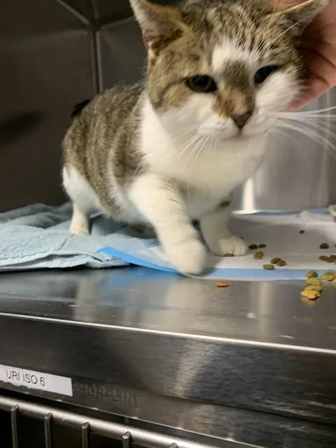 A senior small-sized female Domestic Short Hair cat named Amber Lee for adoption in Westminster, MD