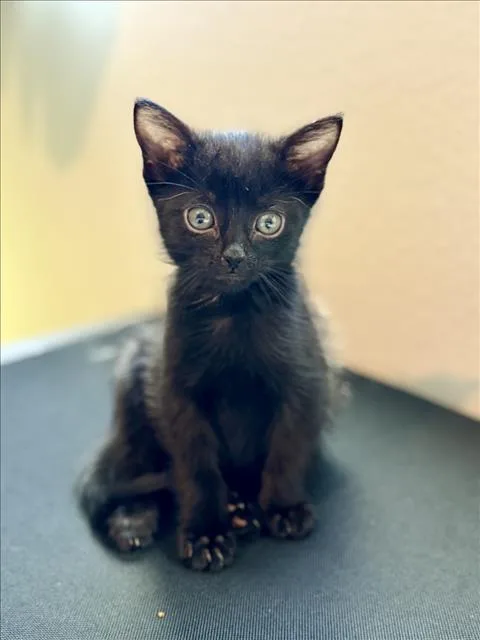 A baby small-sized female Domestic Short Hair cat named Nibbles for adoption in Las Vegas, NV