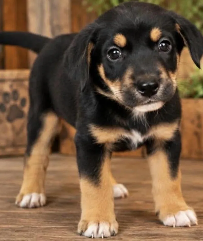 A baby medium-sized male Tricolor (Brown, Black, & White) Shepherd dog named Mahomes Sport for adoption in Andover, MA