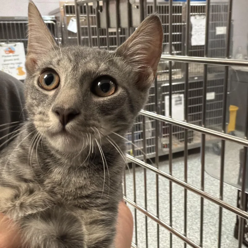 A young medium-sized male Gray / Blue / Silver Domestic Short Hair cat named Pebble for adoption in Port Charlotte, FL
