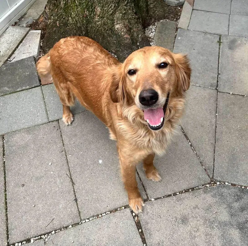 An adult large-sized female Golden Retriever dog named Lily for adoption in Waterville, OH