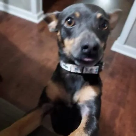 A young medium-sized male Black Miniature Pinscher dog named Frank for adoption in Normal, IL