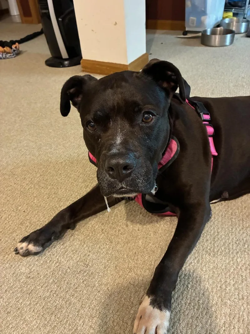 An adult medium-sized female Black Mixed Breed dog named Akira for adoption in Plain City, OH